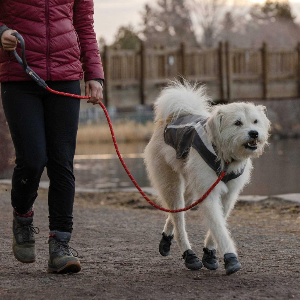 Leash Q72406