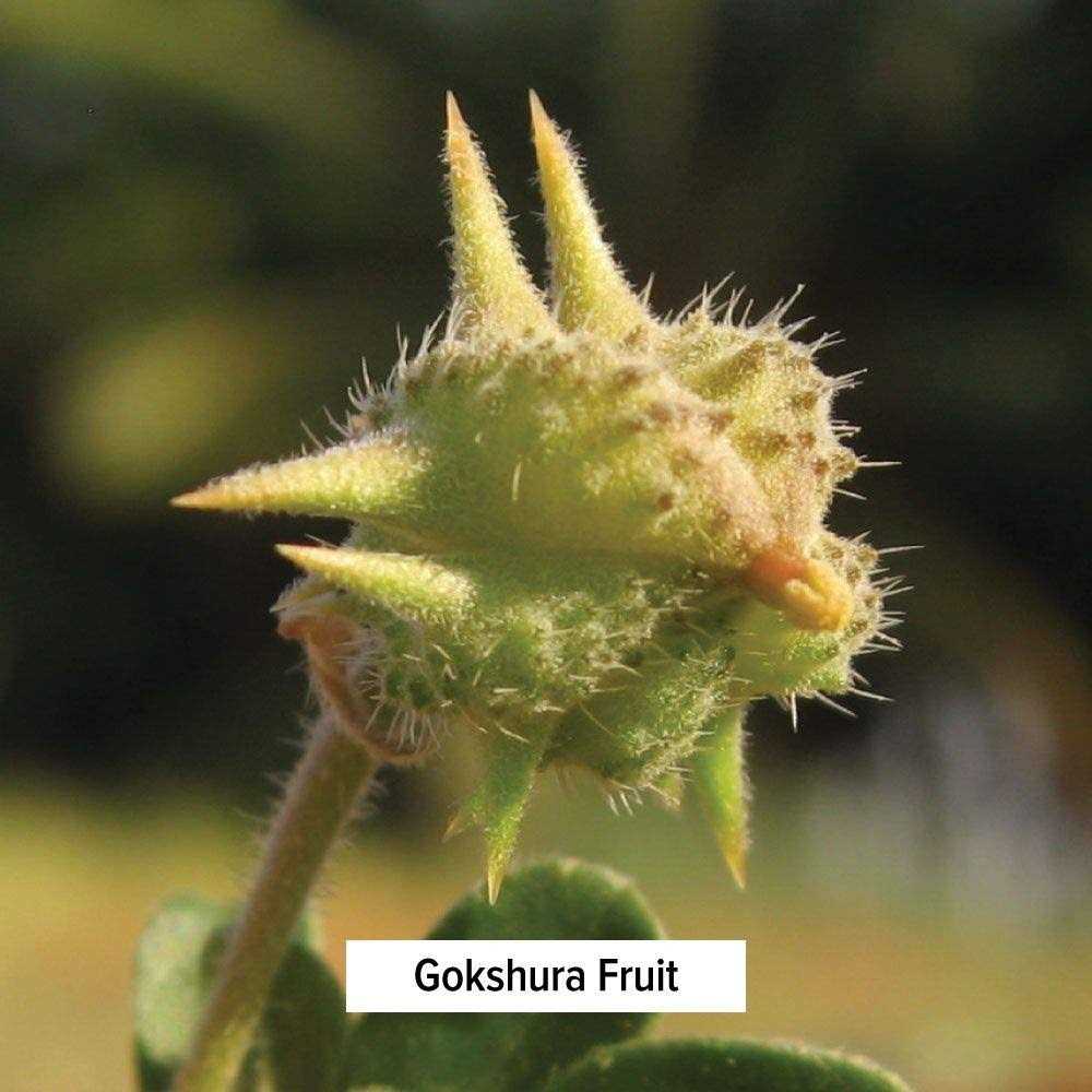Certified Organic Dashamula 1/2 Pound P6665