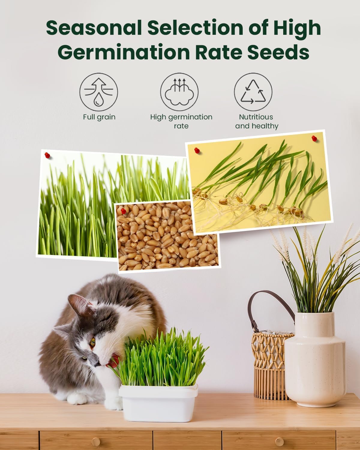 Cat Grass Growing Kit with Wheat Seeds, BPA-Free Planter & Soil, 3 Pack Z433