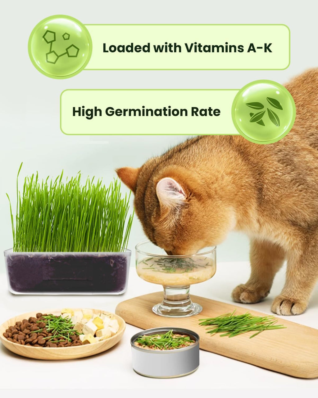Cat Grass Growing Kit with Wheat Seeds, BPA-Free Planter & Soil, 3 Pack Z433