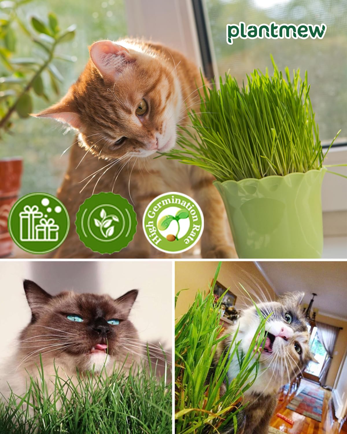 Cat Grass Growing Kit with Wheat Seeds, BPA-Free Planter & Soil, 3 Pack Z433