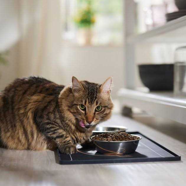 Grain Free Lamb & Blueberry Dry Cat Food T100