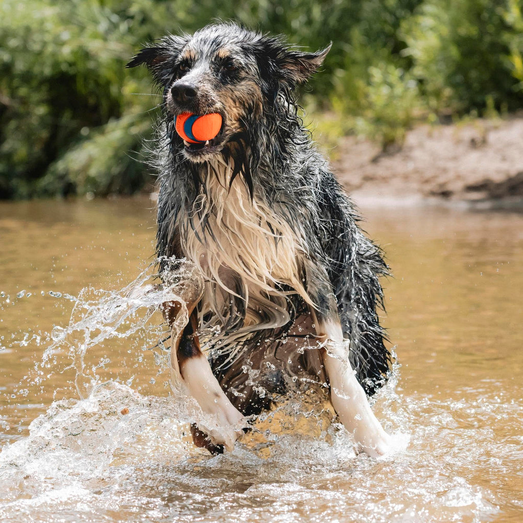Large Floating Dog Fetch Toy U43164