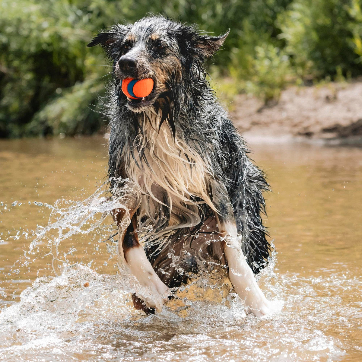 Large Floating Dog Fetch Toy U43164