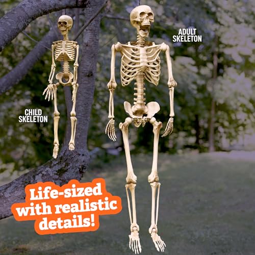 Life Size Posable Skeleton 2 Pack Z9922
