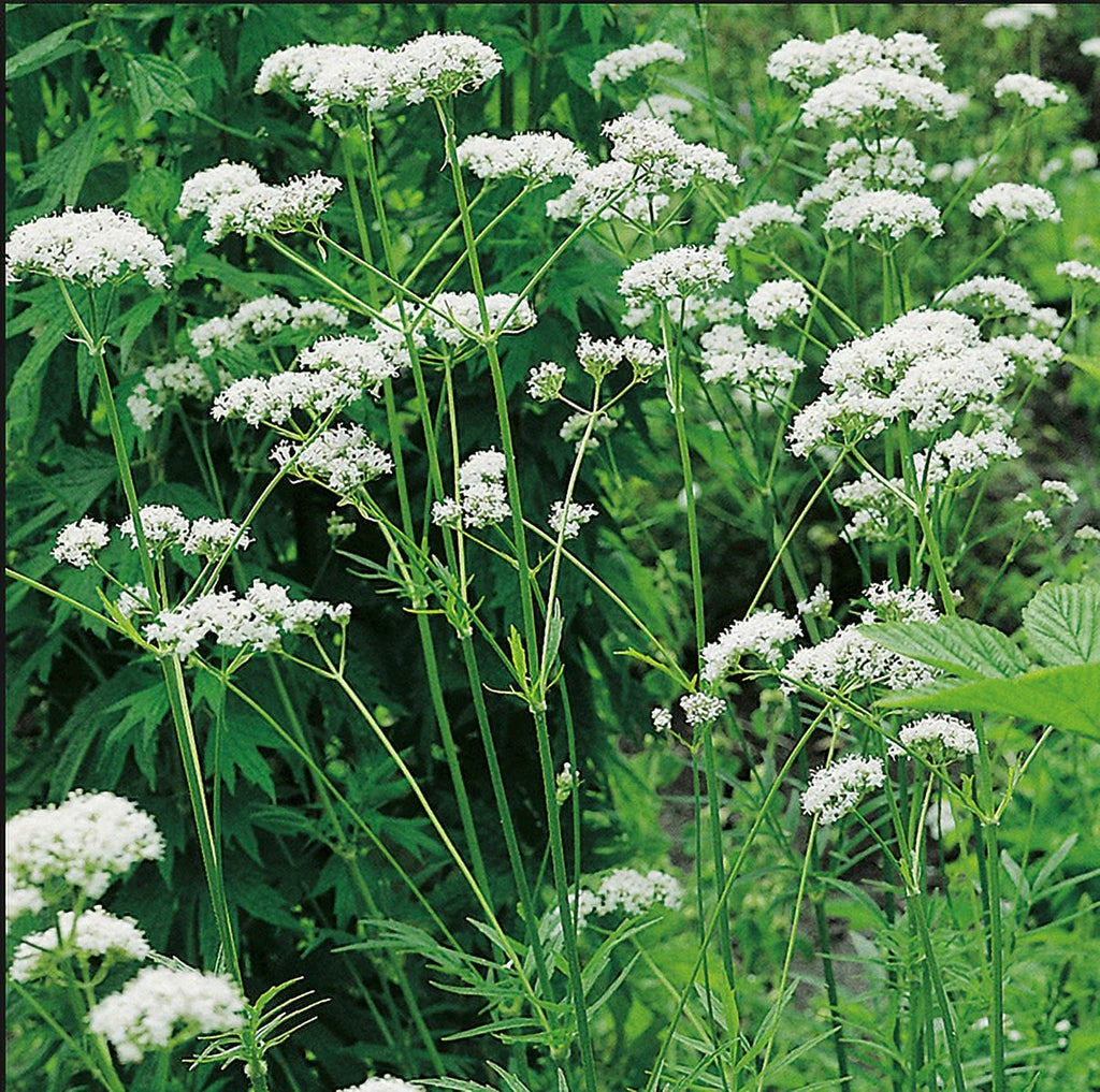 Valerian T18502