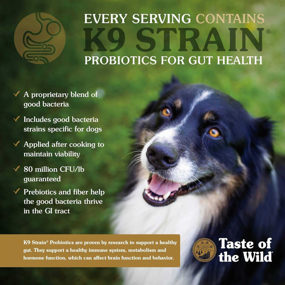 Dog Food Y972173