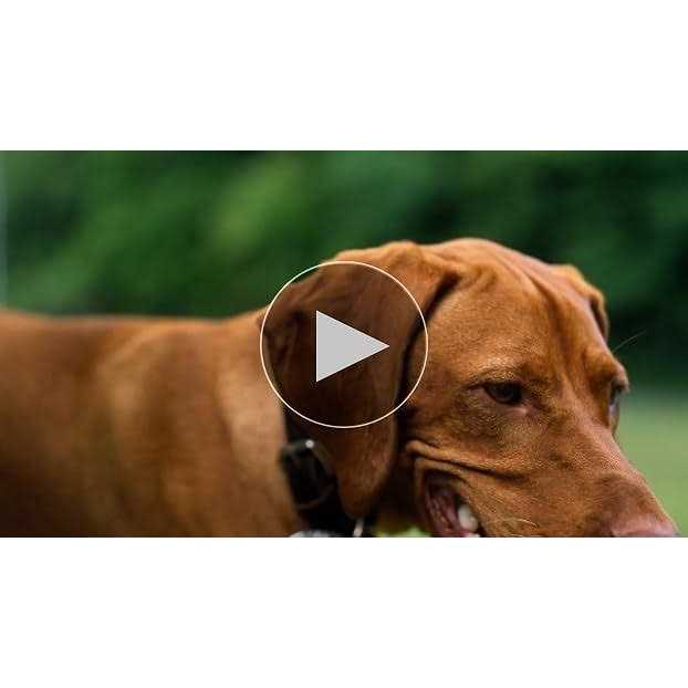 Leather Dog Leash Q7025