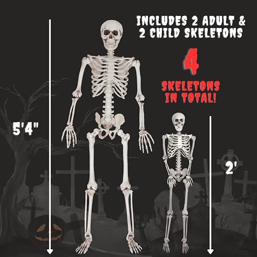 Life Size Posable Skeleton 2 Pack Z9922