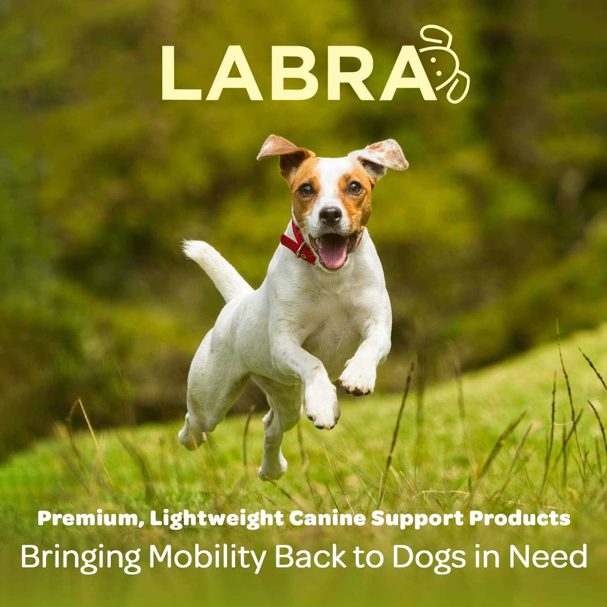 Dog Back Brace Z8514
