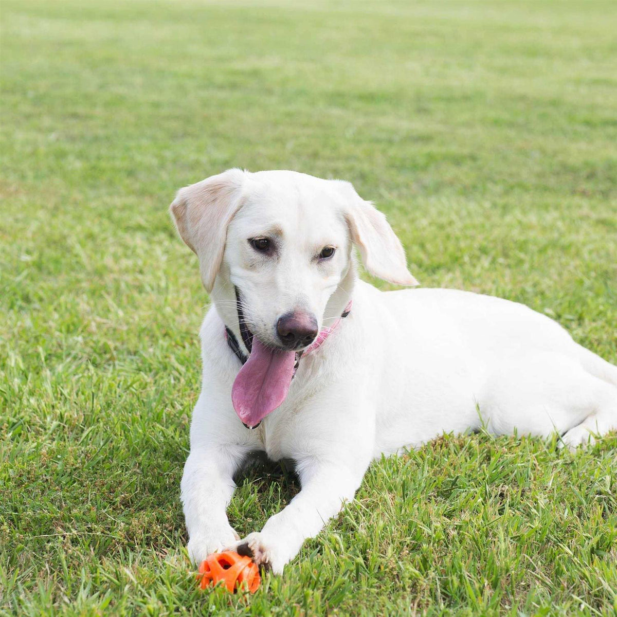Fetch Ball R3967