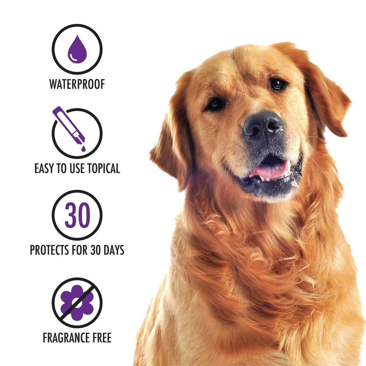Topical Treatment for Dogs R68971